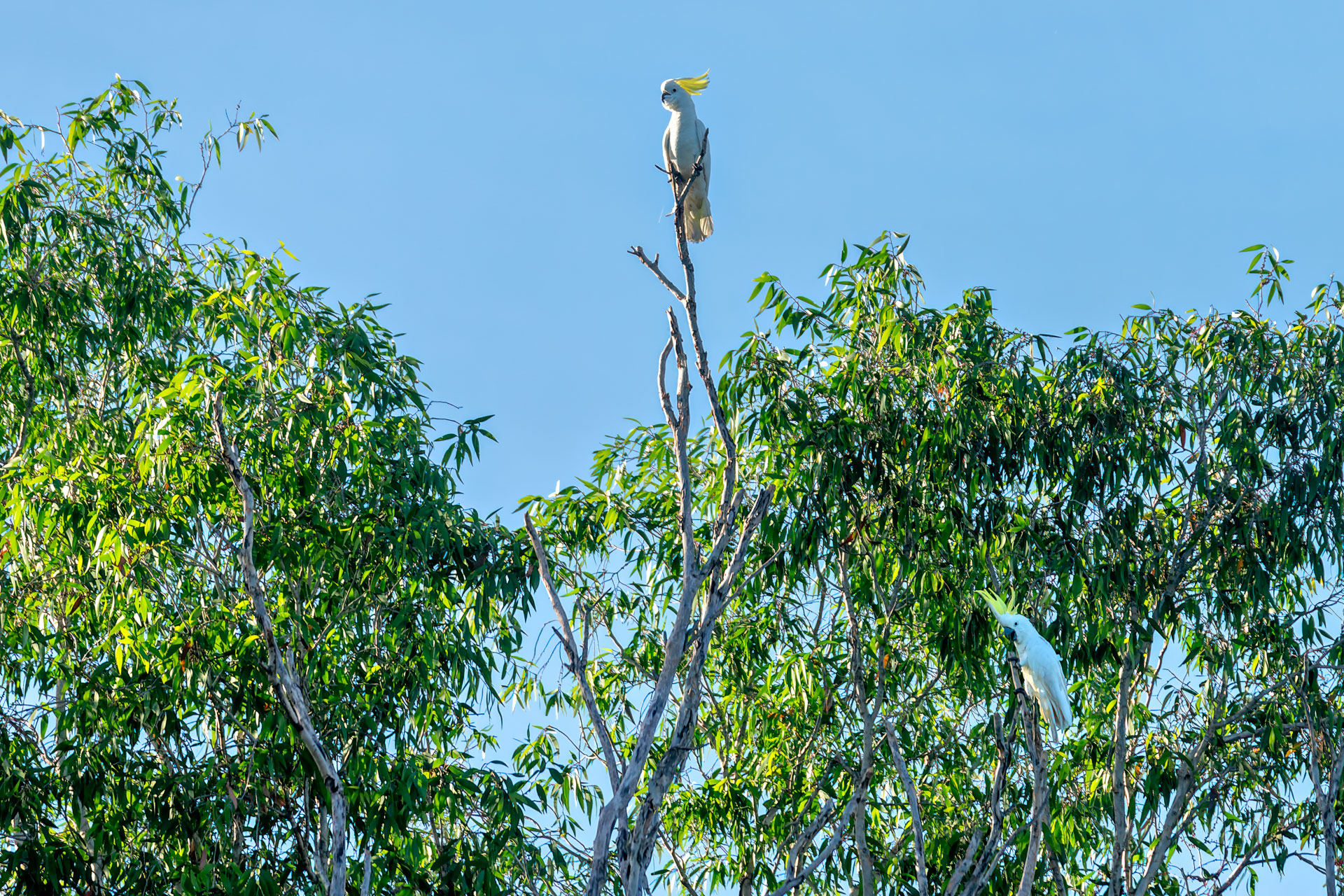Kakadu National Park - Bootstour im Yellow Water Billabong - Gelbhaubenkakadu